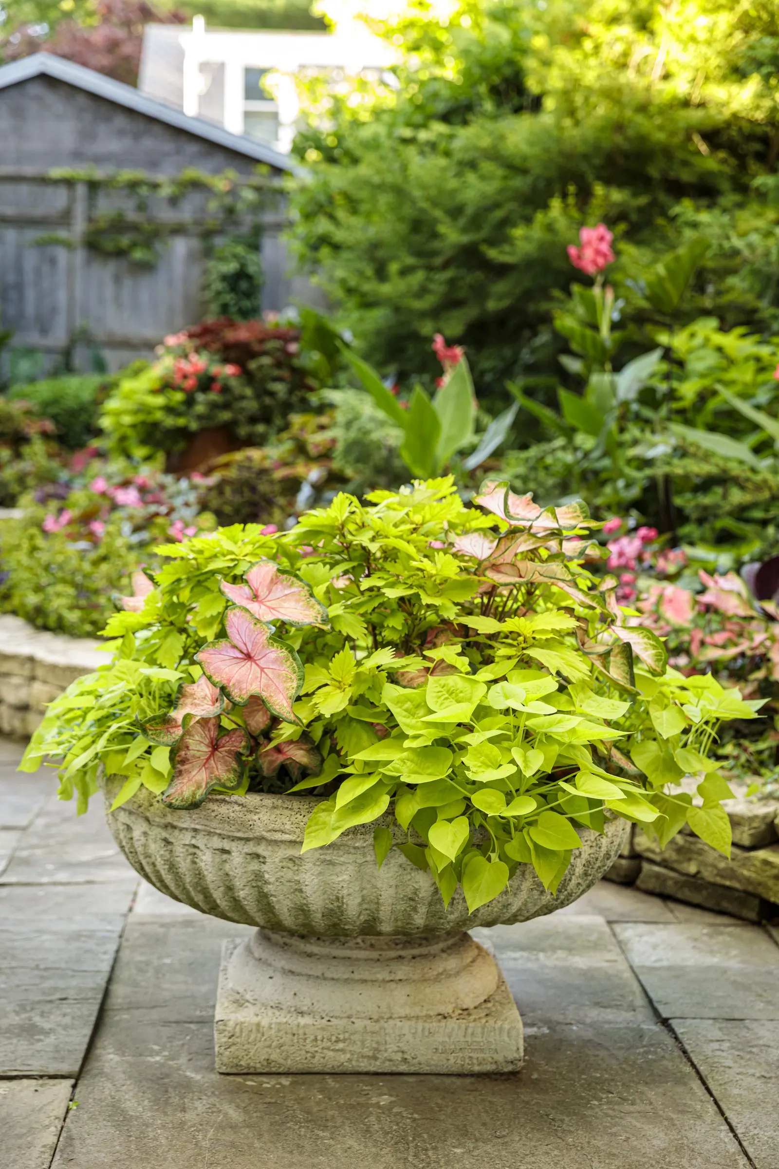 Lime Time® Coleus (Coleus scutellarioides) — The Coleus scutellarioides Lime Time® is a vivid chartreuse foliage annual from Proven Winners® with lush
