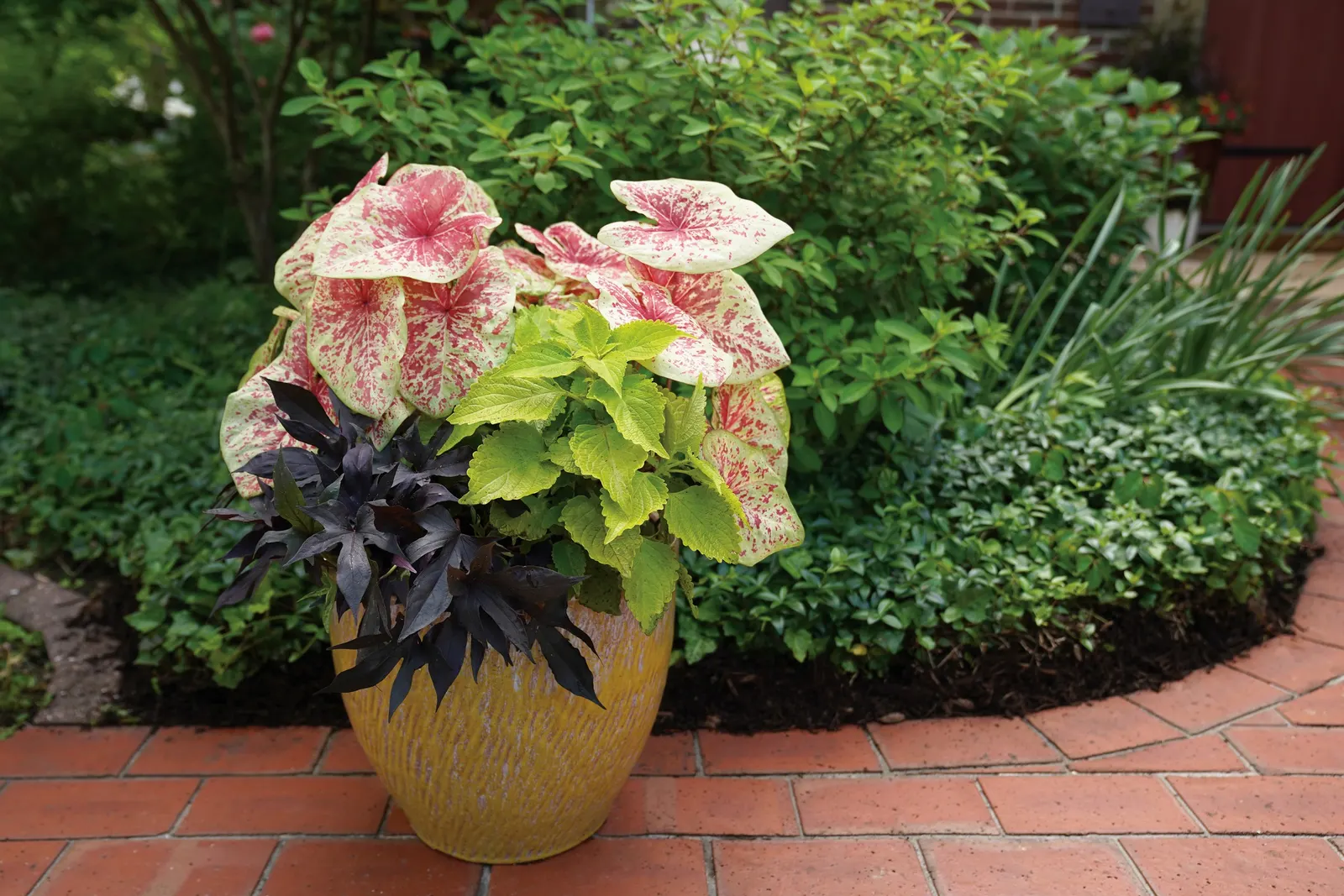 Raspberry Moon Shade Caladium (Caladium hortulanum) — or Caladium hortulanum 'Raspberry Moon'
