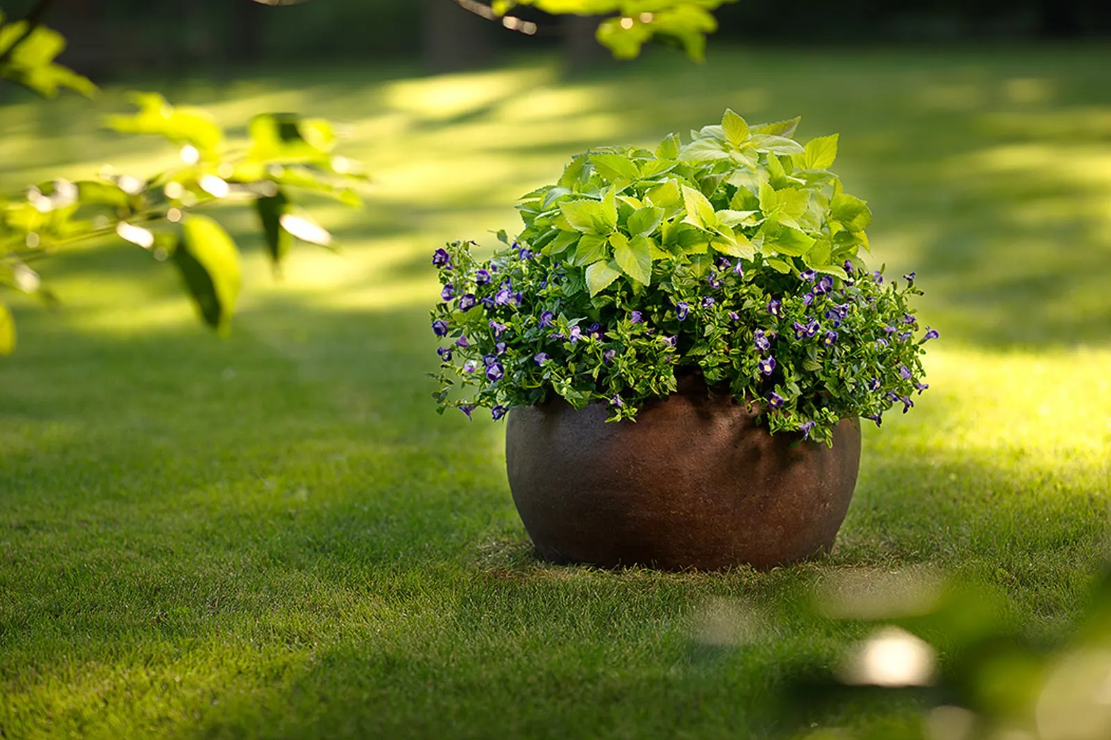 Lime Time® Coleus (Coleus scutellarioides) — where it can quickly become a full