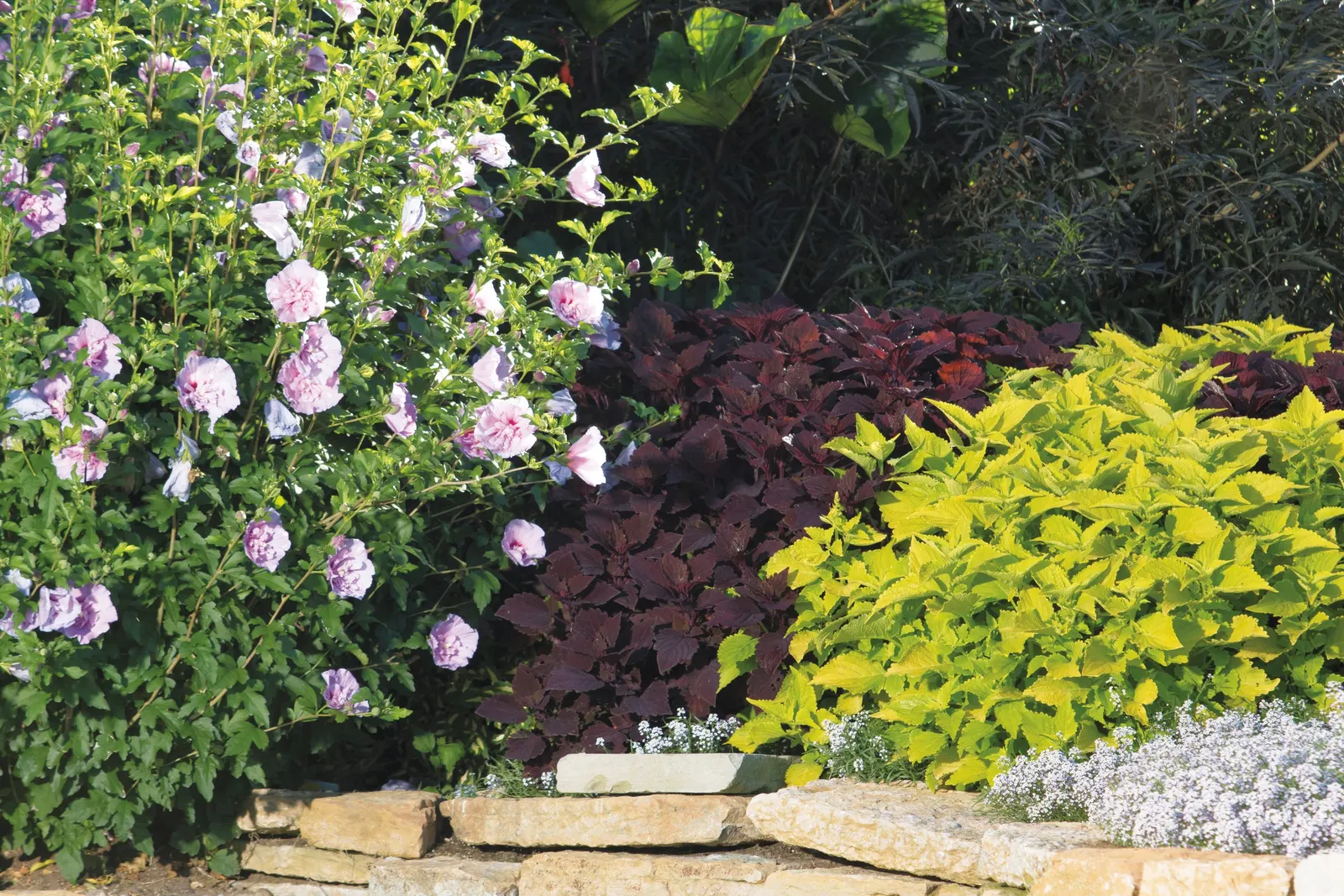 Rose of Sharon (Hibiscus syriacus) — Proven Winners - Sugar Tip® - Rose of Sharon - Hibiscus syriacus pink plant details, information and resources