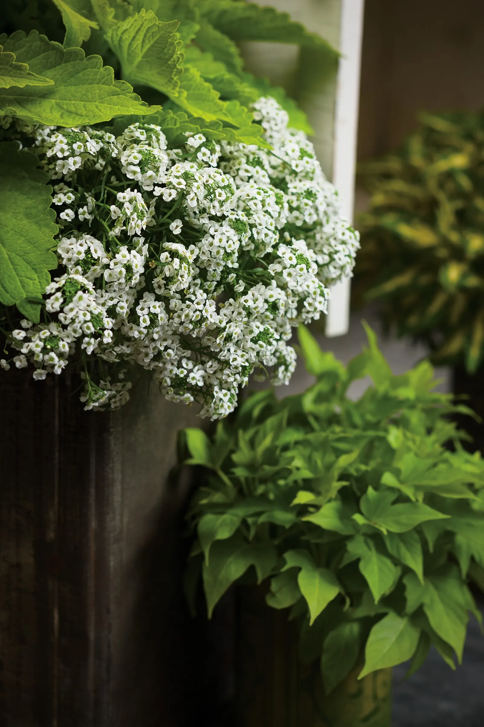 Lime Time® Coleus (Coleus scutellarioides) — It reaches 24-40 inches tall and spreads 18-30 inches, making a strong container thriller or border accent
