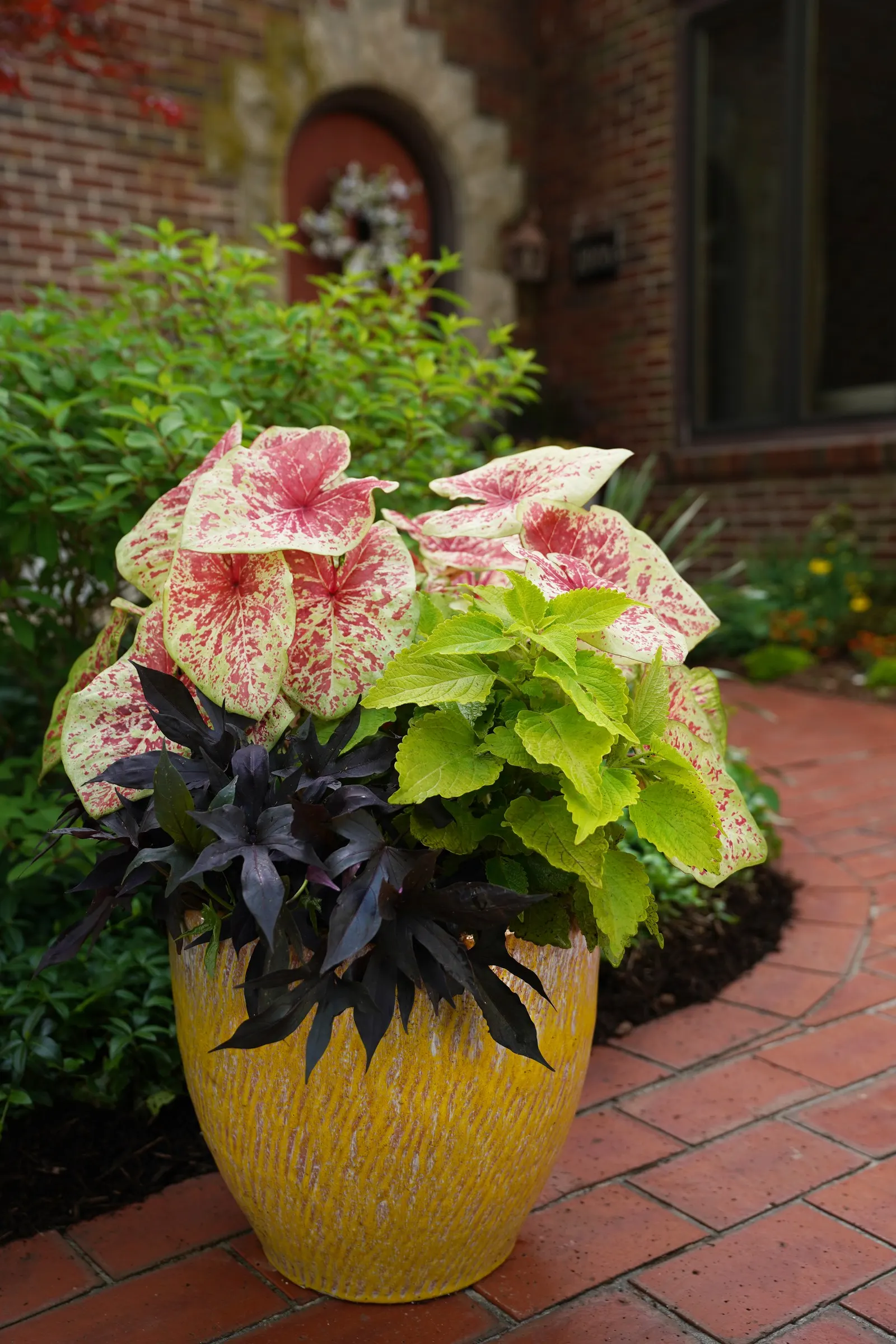 Raven™ II Ornamental Sweet Potato Vine (Ipomoea batatas) — regular feeding helps support its vigorous growth; this ornamental sweet potato vine, image 129