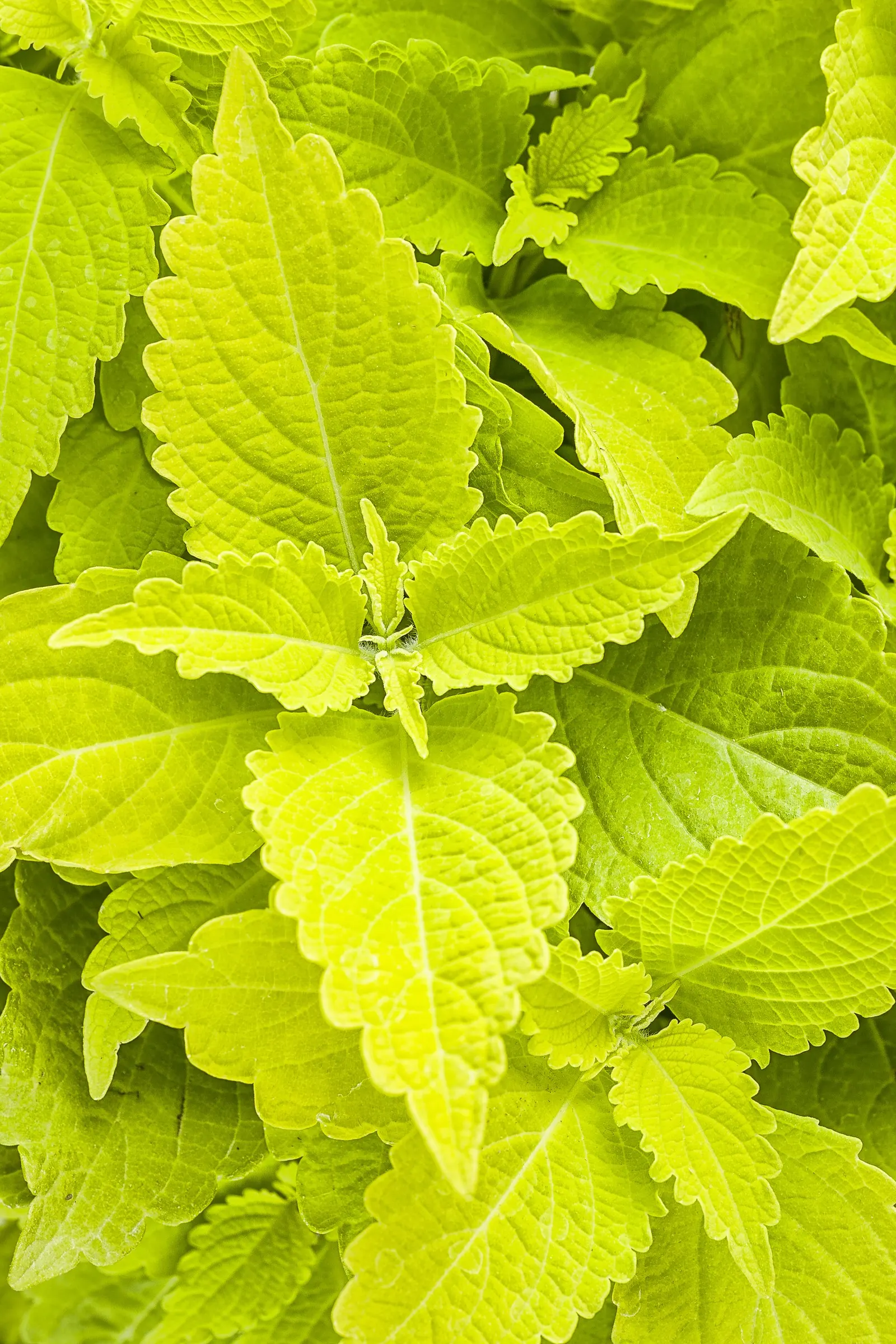 Lime Time® Coleus (Coleus scutellarioides) — though occasional pinching can encourage a denser; the Coleus scutellarioides Lime Time® is a vivid chartreuse