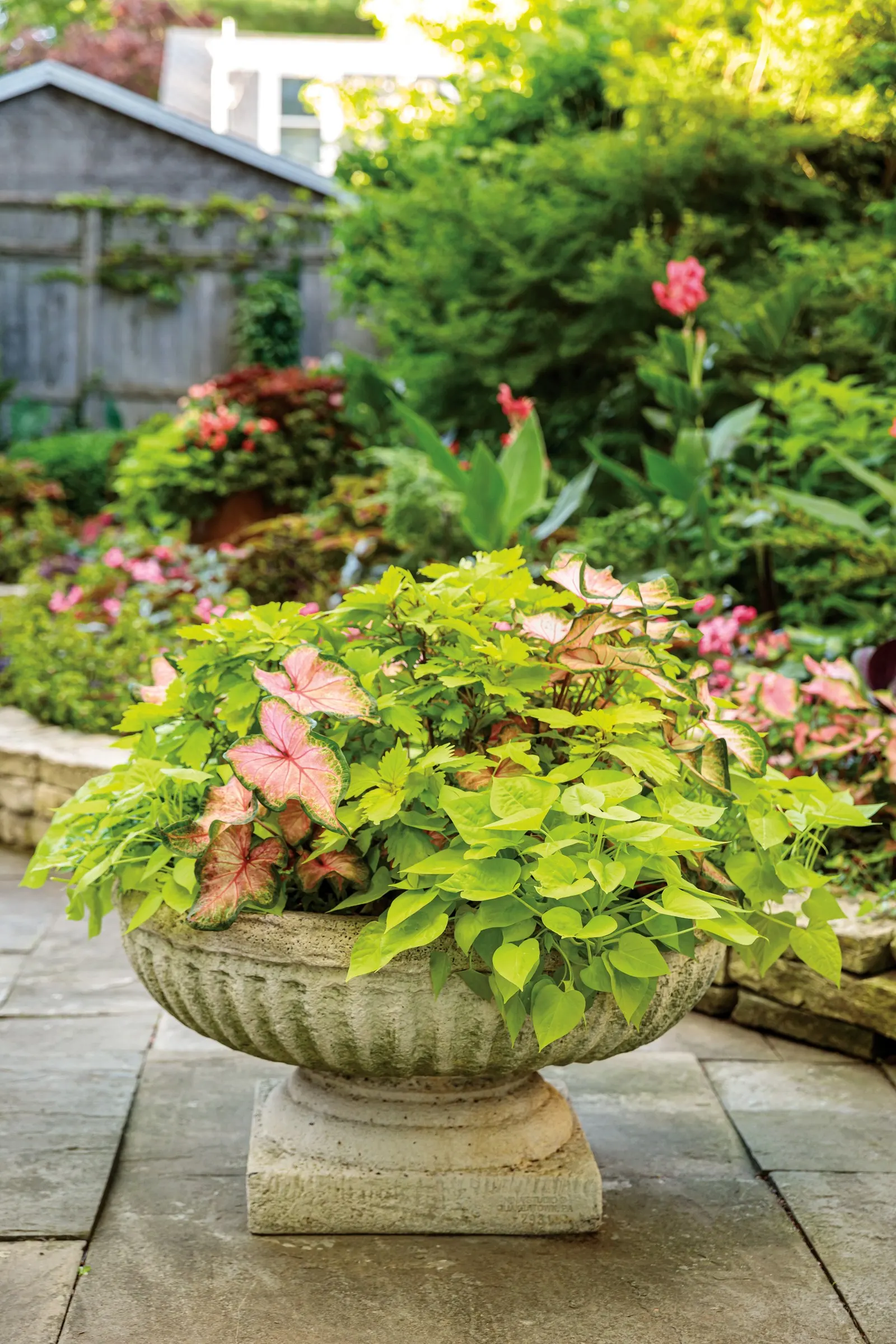Caribbean Coral Shade Caladium (Caladium hortulanum) — strap-shaped leaves in deep coral-pink; the effect is lush and painterly