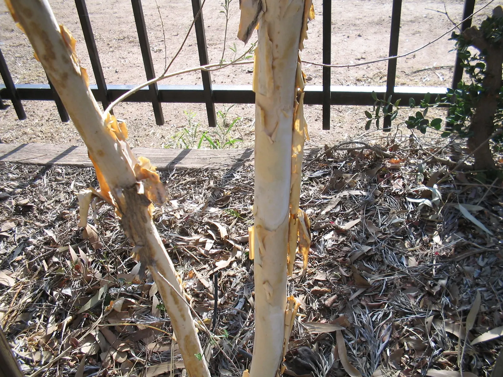 Willard's Acacia (Acacia Willardiana) — Renowned for its attractive