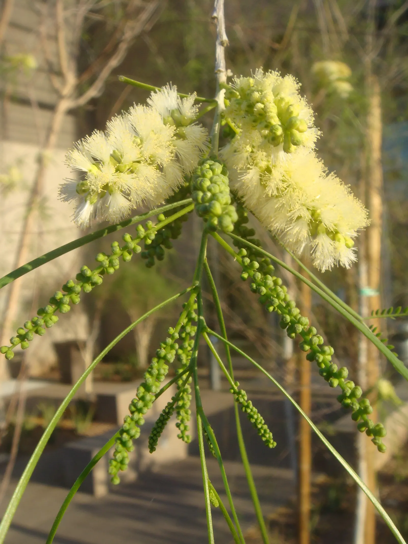 Willard's Acacia (Acacia Willardiana) — feathery gray-green foliage and showy clusters of bright yellow flowers