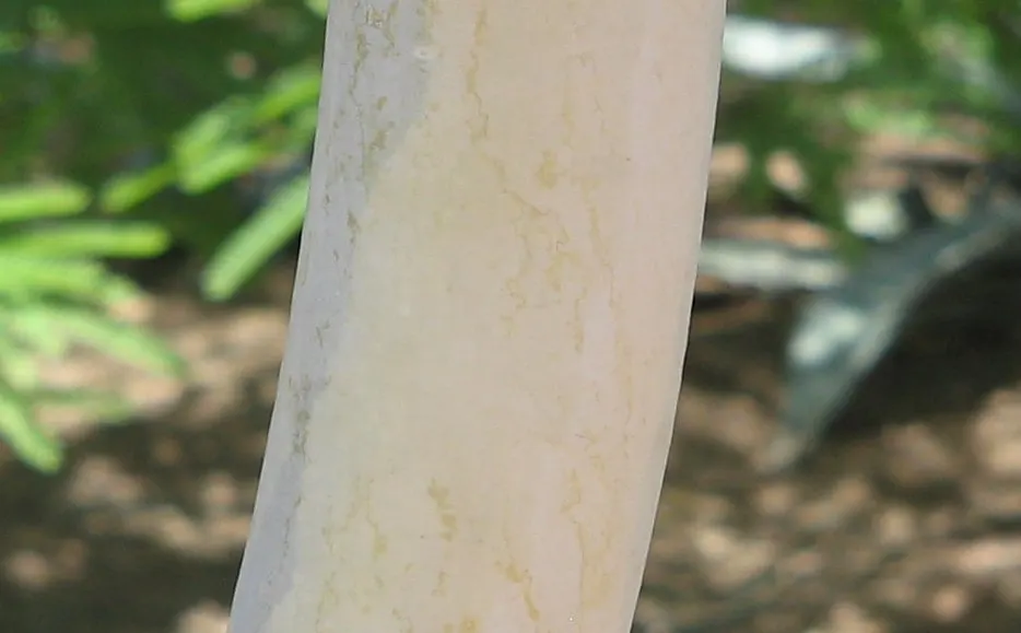 Willard's Acacia (Acacia Willardiana) — is a striking small tree or large shrub reaching up to 20 feet high