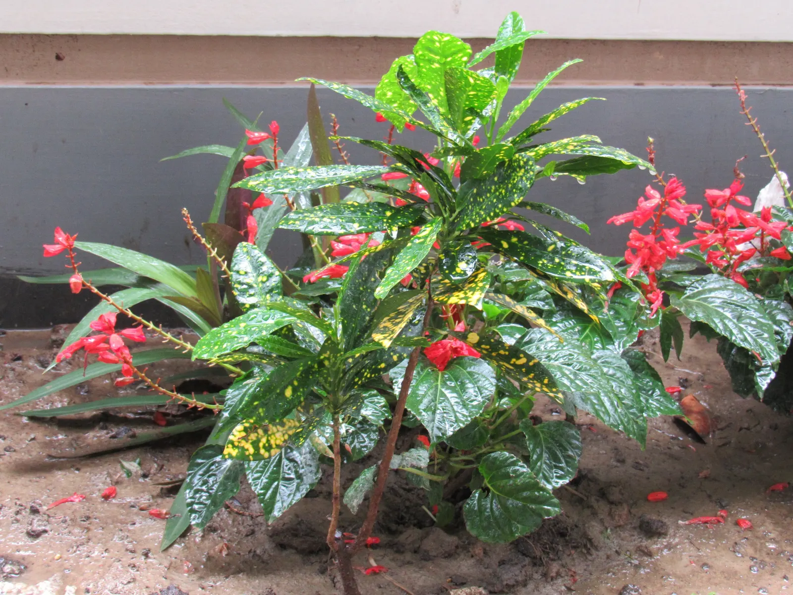 Gold Dust Plant (Aucuba Japonica 'Variegata') — Reaching 6 to 10 feet in height and 5 to 9 feet in width, this evergreen excels as a specimen or hedge; is a