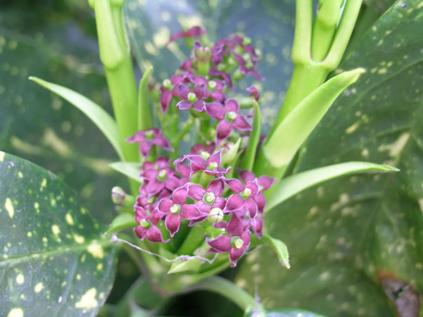 Gold Dust Plant (Aucuba Japonica 'Variegata') — it's imperative to note that this robust