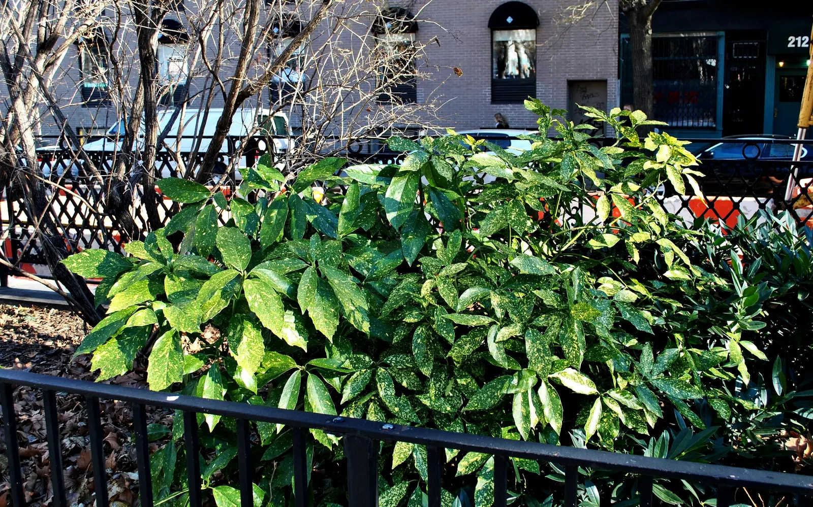 Gold Dust Plant (Aucuba Japonica 'Variegata') — versatile plant grows to a mature height and spread of approximately 6 to 10 feet