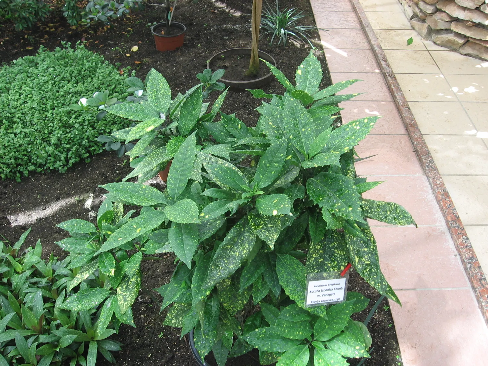 Gold Dust Plant (Aucuba Japonica 'Variegata') — Sporting eye spots of golden yellow on a rich
