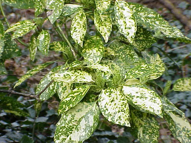 Gold Dust Plant (Aucuba Japonica 'Variegata') — an unmissable asset to any discerning client's garden space