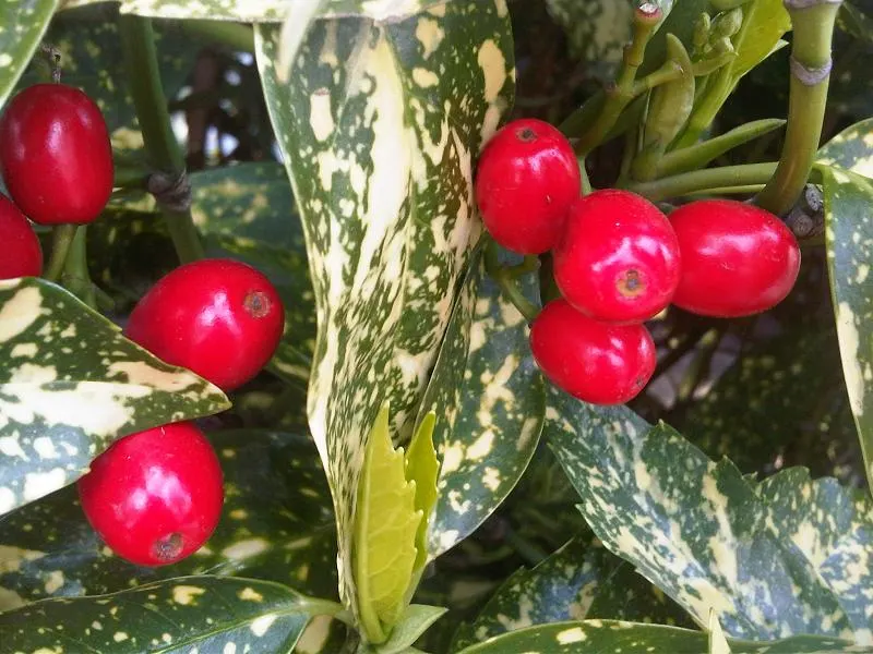 Gold Dust Plant (Aucuba Japonica 'Variegata') — It prefers well-drained soil and can handle drought once established