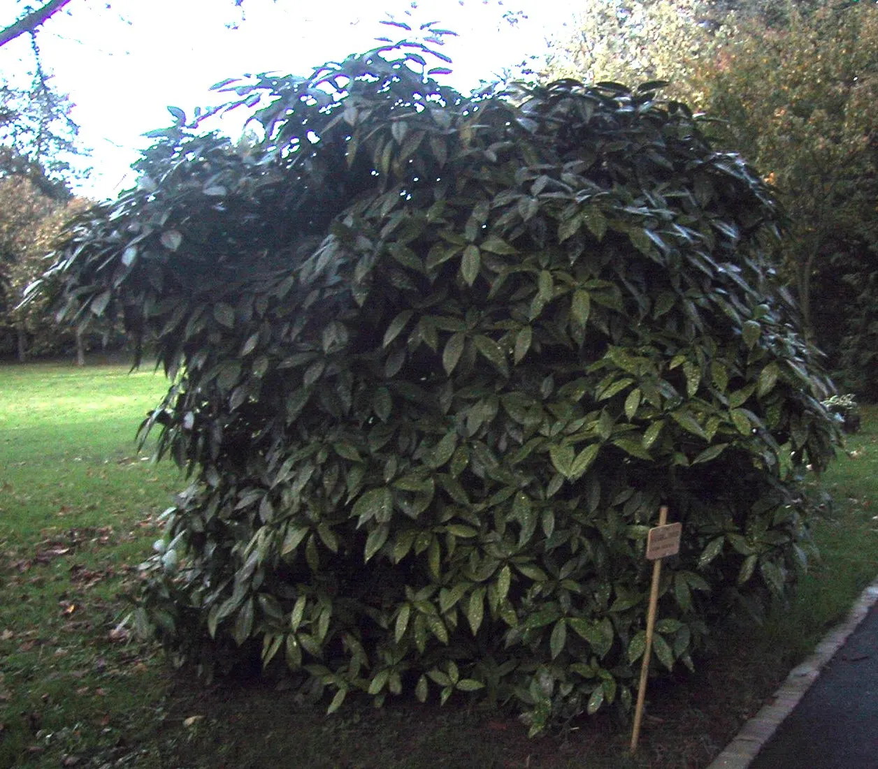 Gold Dust Plant (Aucuba Japonica 'Variegata') — Aucuba can sometimes attract scale insects