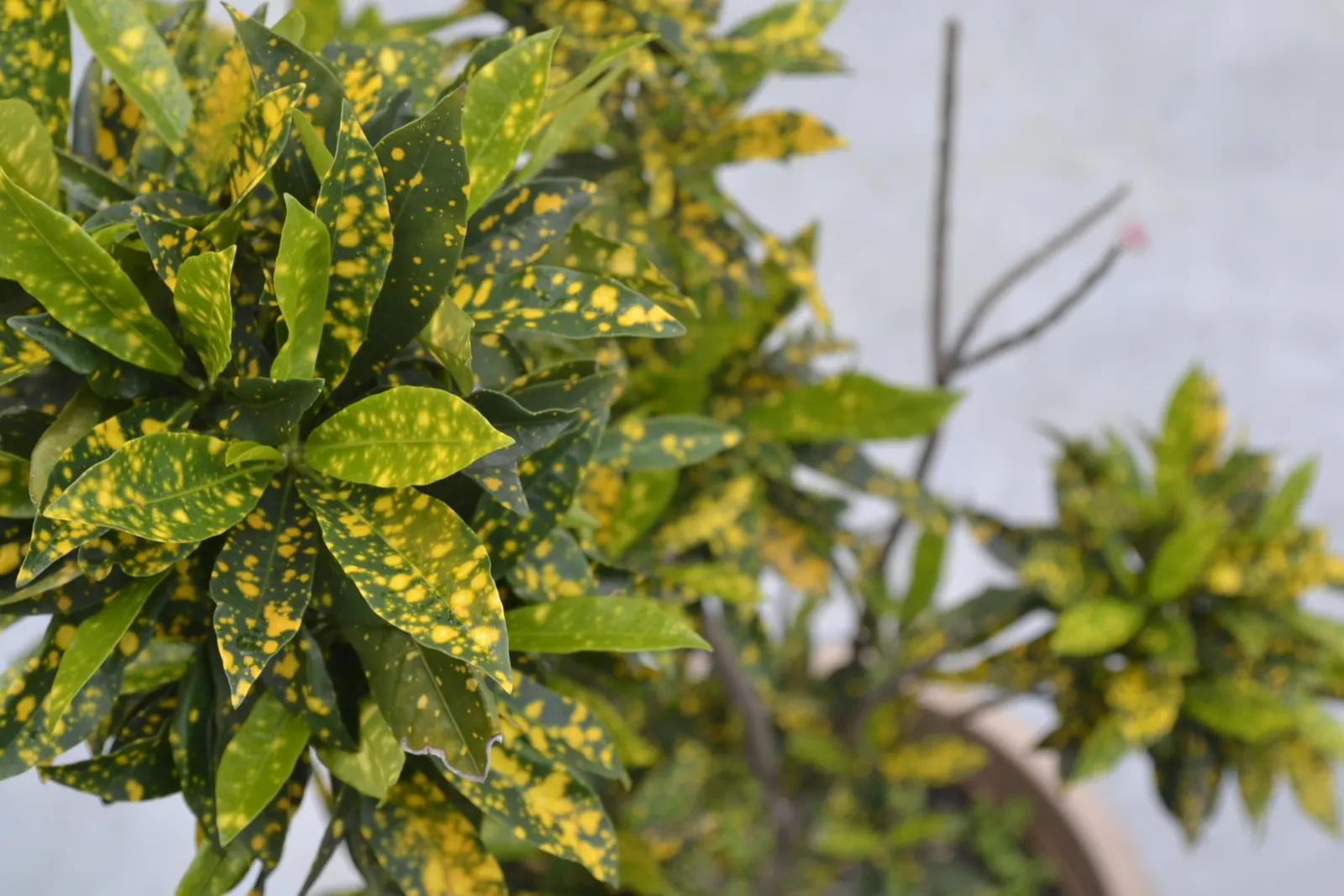 Gold Dust Plant (Aucuba Japonica 'Variegata') — celebrated for its vibrant variegated leaves