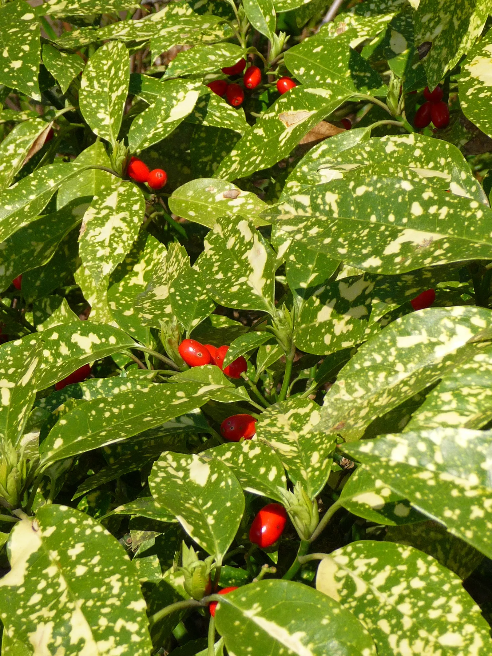 Gold Dust Plant (Aucuba Japonica 'Variegata') — shrub for deep shade or shade
