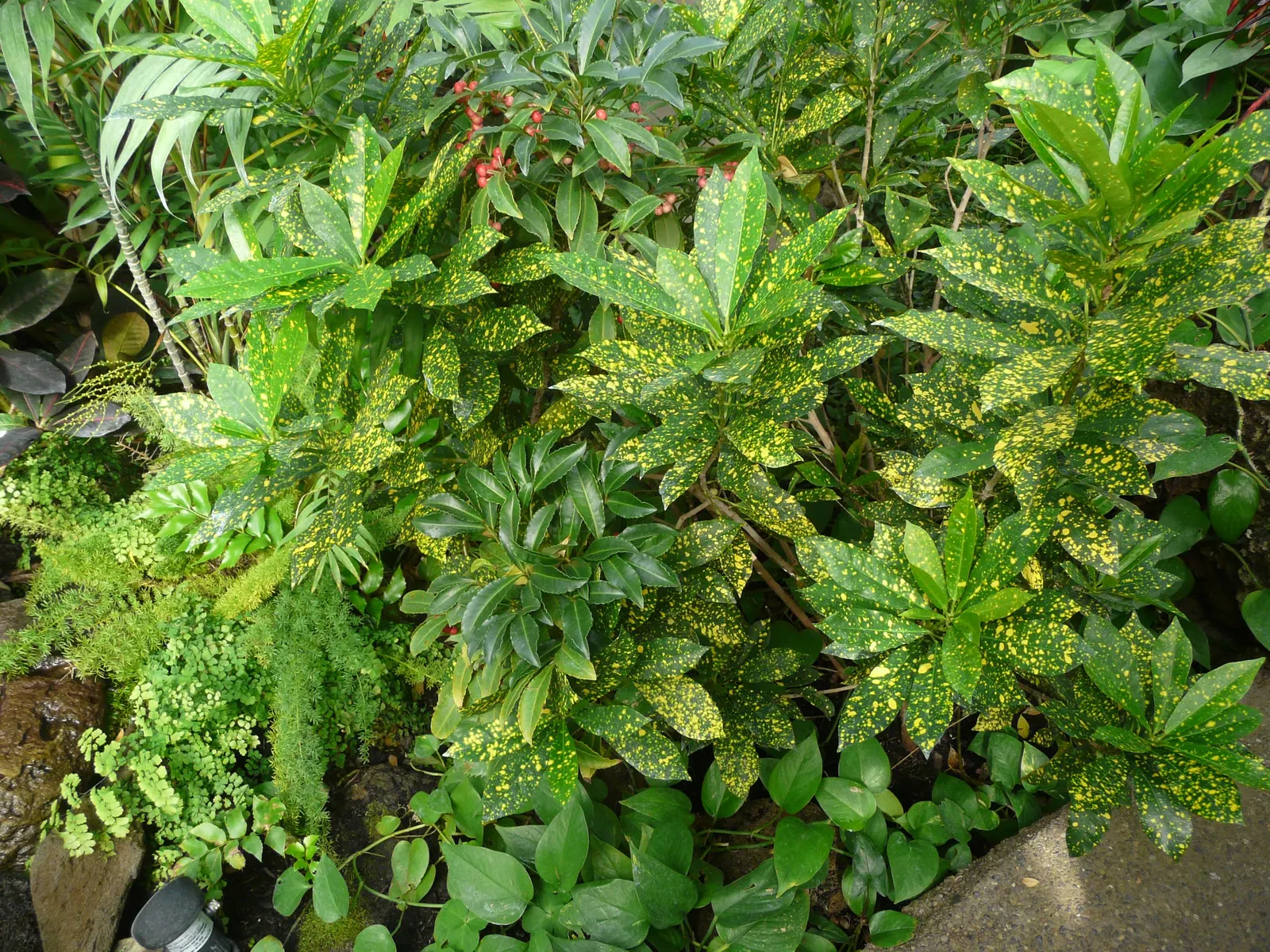 Gold Dust Plant (Aucuba Japonica 'Variegata') — It prefers well-draining, moist soil, although it exhibits notable drought tolerance once established