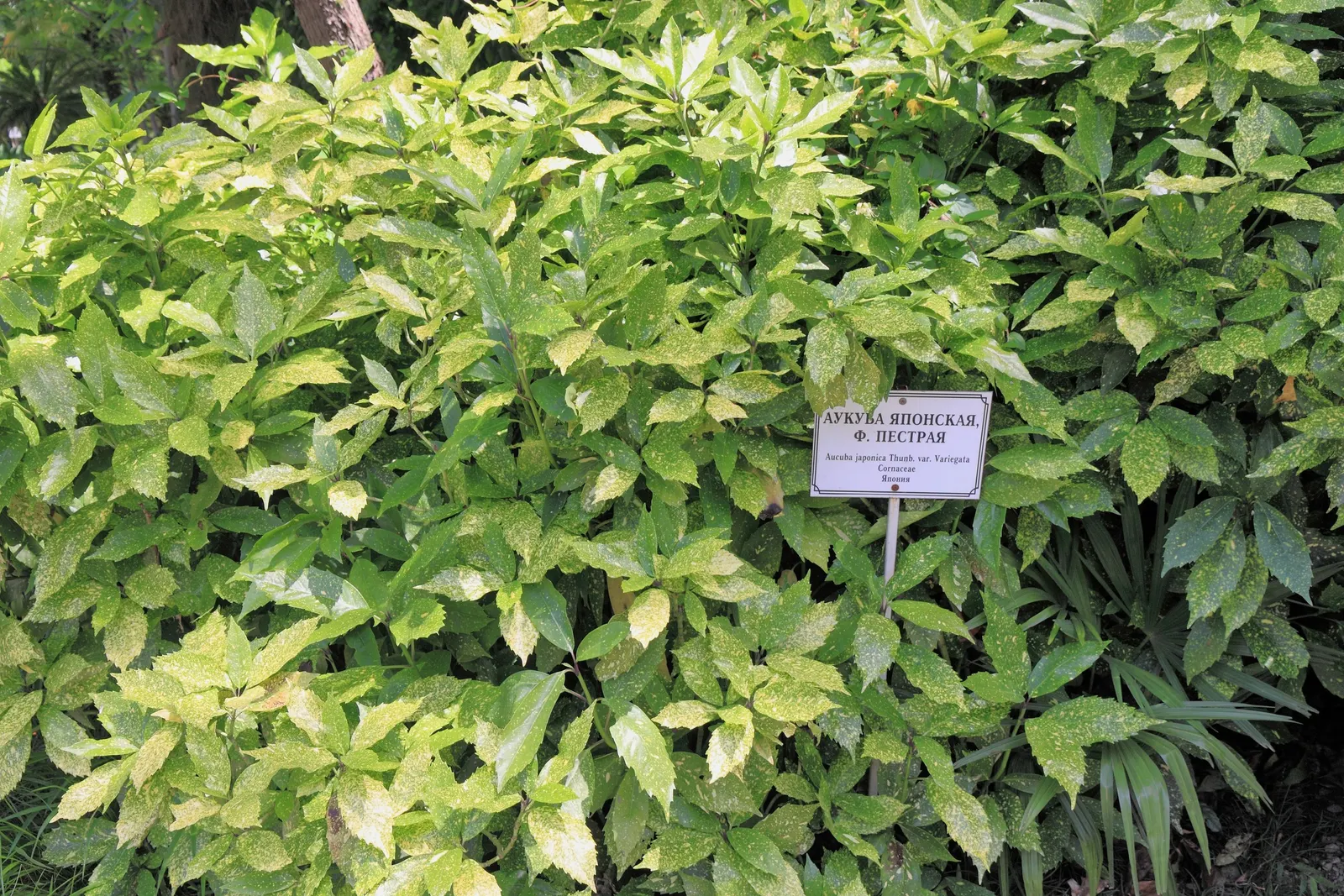 Gold Dust Plant (Aucuba Japonica 'Variegata') — while it's generally pest-free