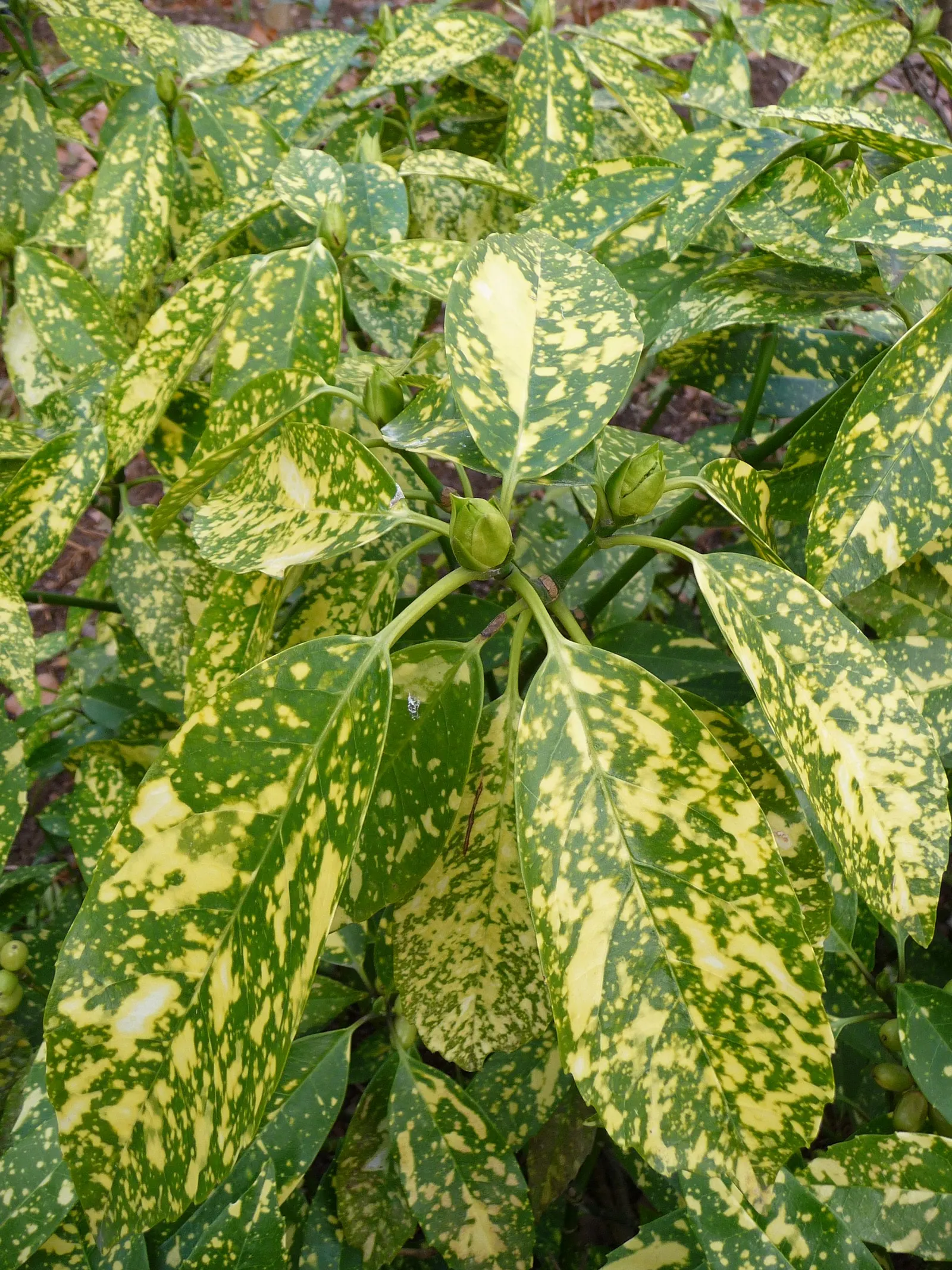 Gold Dust Plant (Aucuba Japonica 'Variegata') — Minimal pruning is needed to maintain its dense