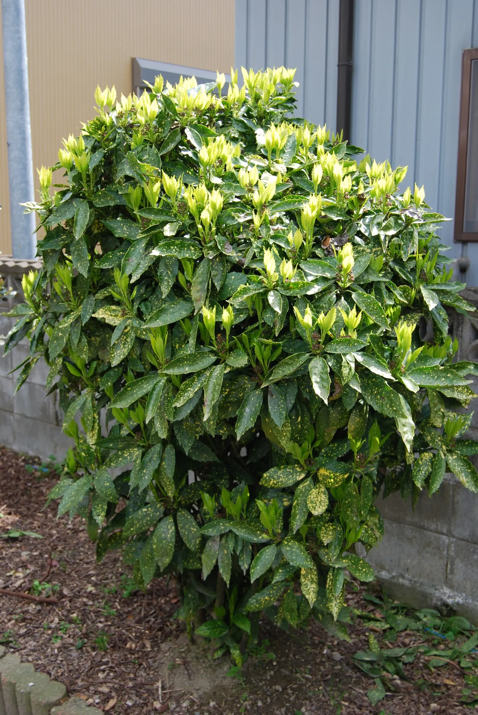 Gold Dust Plant (Aucuba Japonica 'Variegata') — Aucuba japonica 'Variegata' thrives in a range of light conditions