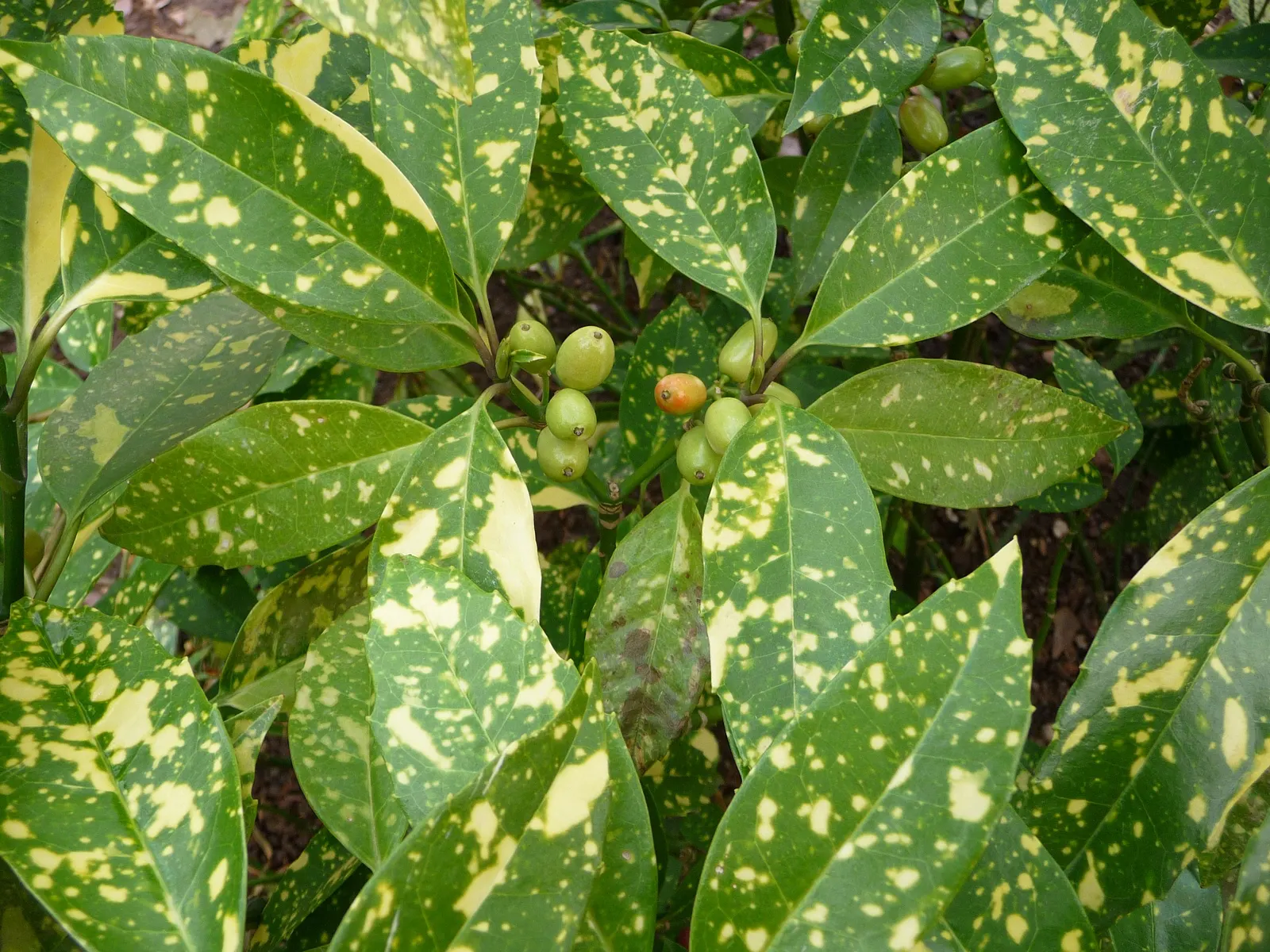 Gold Dust Plant (Aucuba Japonica 'Variegata') — commonly known as Gold Dust Plant; reaching 6 to 10 feet in height and 5 to 9 feet in width, this evergreen