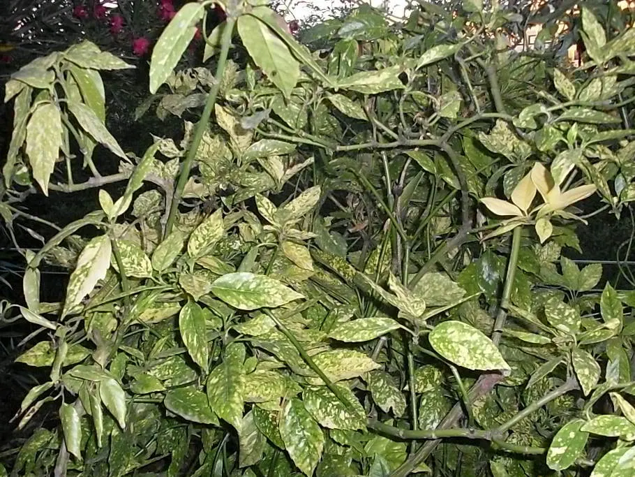 Gold Dust Plant (Aucuba Japonica 'Variegata') — commonly known as Gold Dust Plant