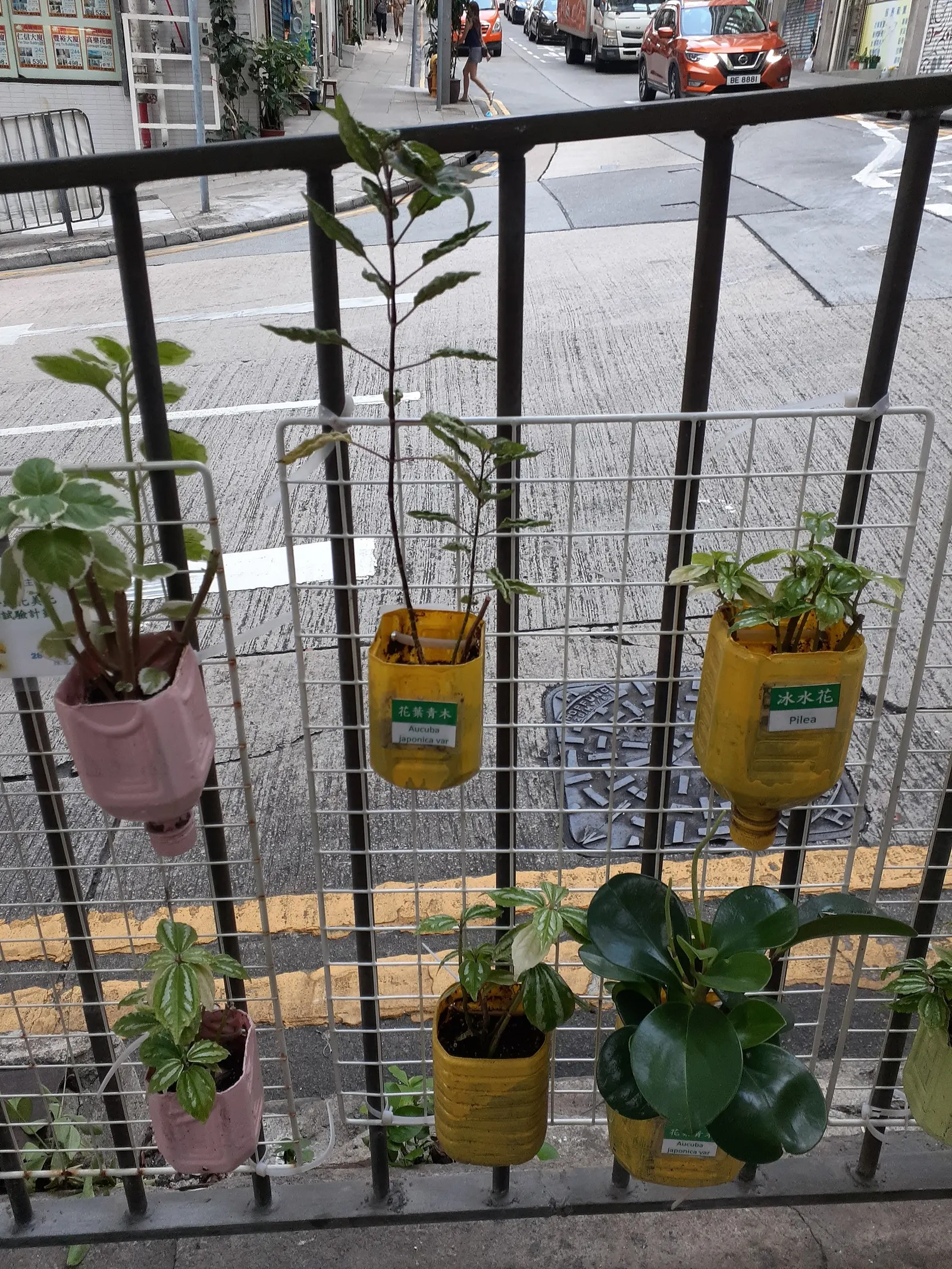 Gold Dust Plant (Aucuba Japonica 'Variegata') — or to remove any damaged or diseased foliage.<br><br>When advising clients