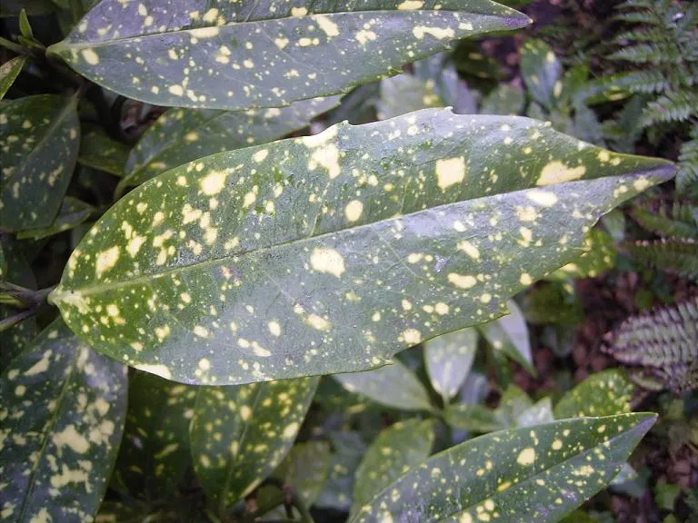 Gold Dust Plant (Aucuba Japonica 'Variegata') — Its ability to withstand urban pollution also makes it a great selection for city landscapes