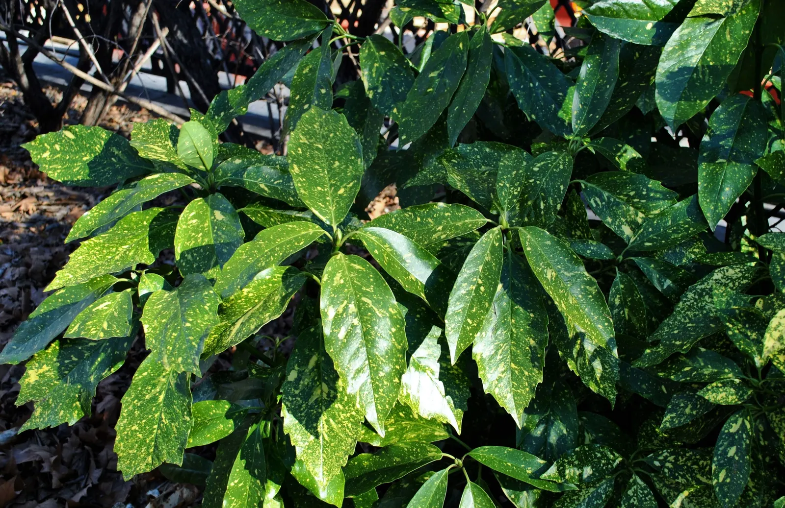 Gold Dust Plant (Aucuba Japonica 'Variegata') — from full shade to partial sunlight