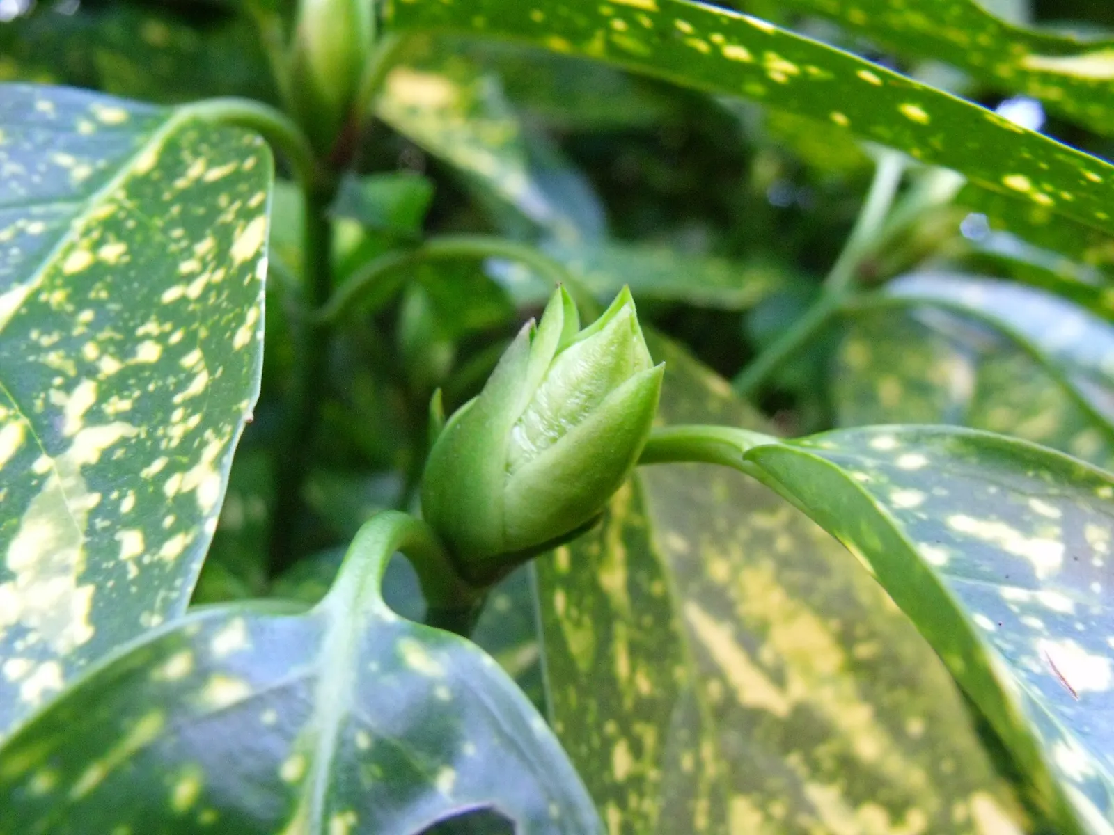 Gold Dust Plant (Aucuba Japonica 'Variegata') — these leaves provide a striking contrast in shady garden areas
