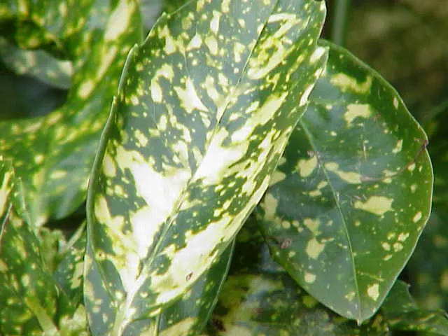 Gold Dust Plant (Aucuba Japonica 'Variegata') — Its glossy, green leaves are speckled with golden yellow spots, creating a striking visual contrast; or to