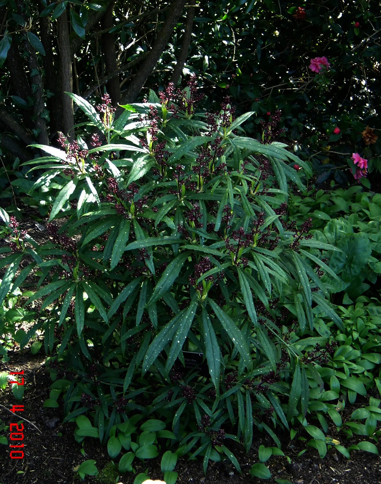 Gold Dust Plant (Aucuba Japonica 'Variegata') — Reaching 6 to 10 feet in height and 5 to 9 feet in width, this evergreen excels as a specimen or hedge