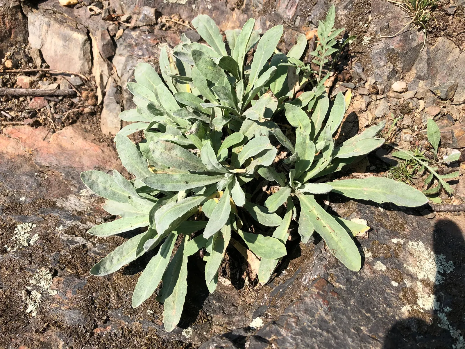 Gold Dust Plant (Aucuba Japonica 'Variegata') — is a shade-tolerant shrub that thrives in zones 7 to 9; as a landscape architect assistant