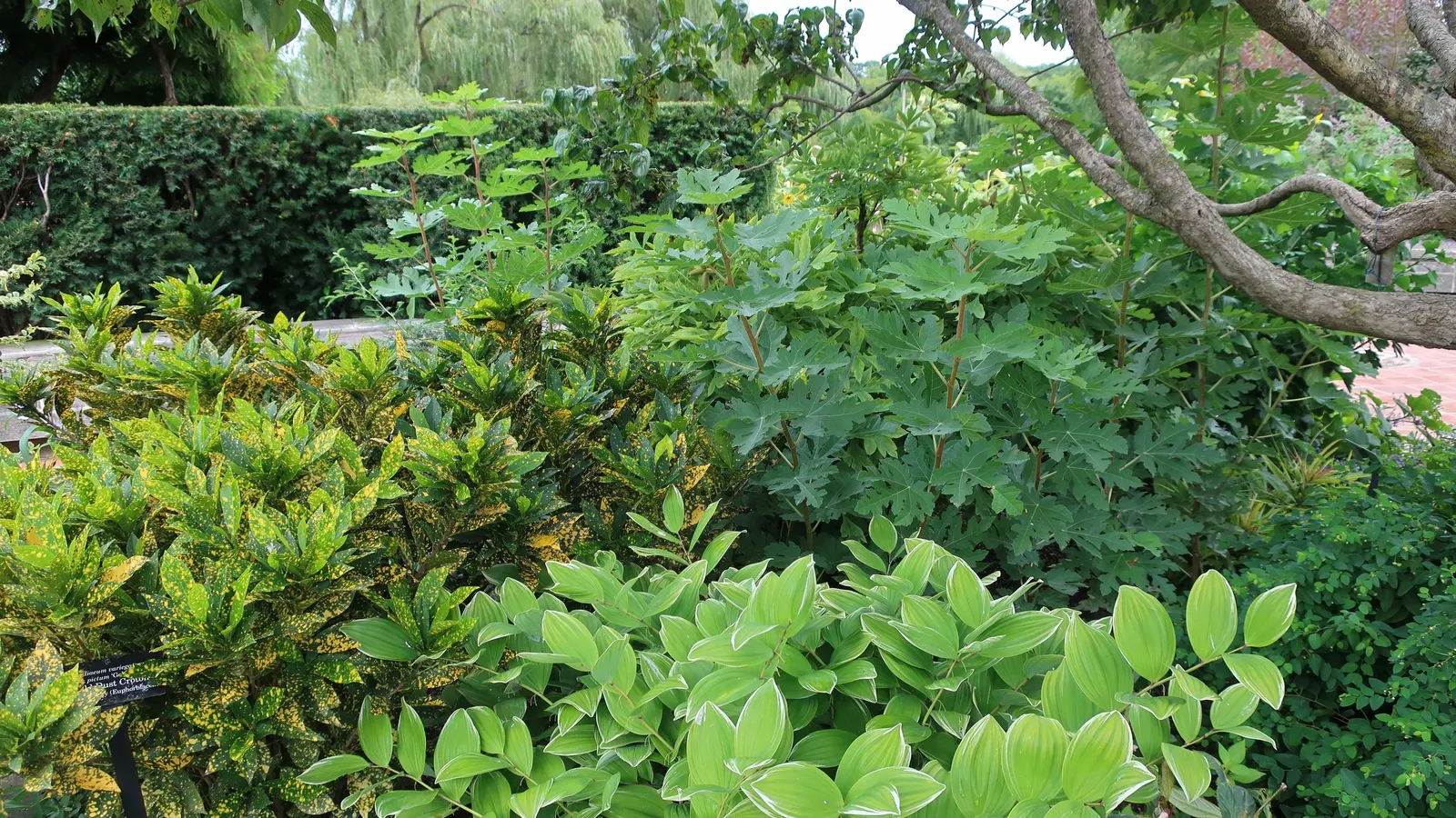 Gold Dust Plant (Aucuba Japonica 'Variegata') — As a landscape architect assistant