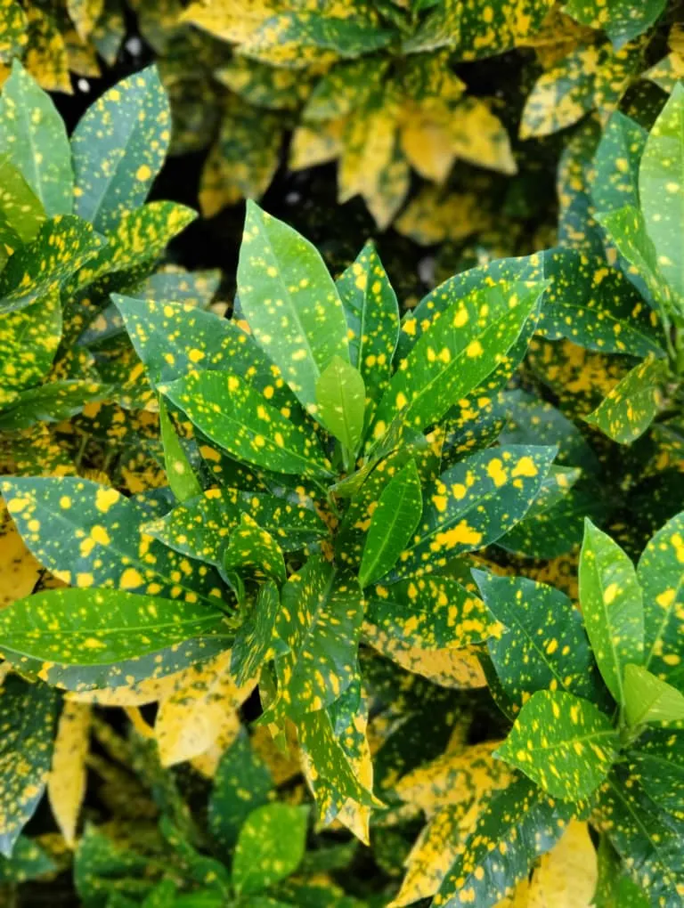 Gold Dust Plant (Aucuba Japonica 'Variegata') — scientifically known as Aucuba japonica 'Variegata'