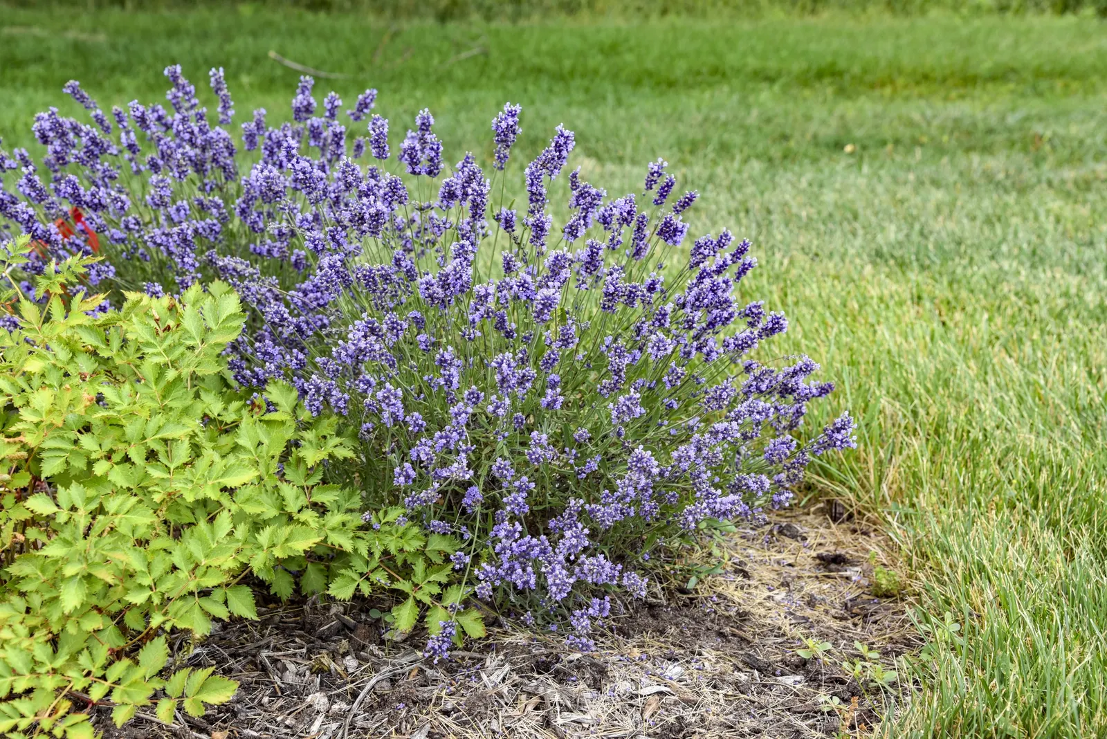 'Summer Serenade' Lavender (Lavandula angustifolia) — It matures at 14-16 inches tall and 18-24 inches wide