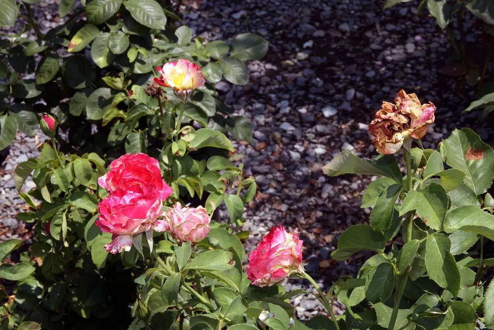 Double Delight&reg; Hybrid Tea Rose (Rosa 'Double Delight') — Ideal for cutting gardens, this rose reaches 3 to 5 feet in height with a 2 to 3-foot, image 56