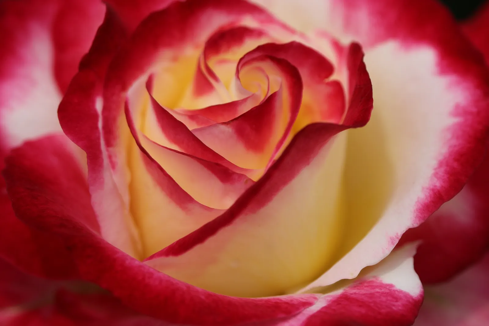 Double Delight&reg; Hybrid Tea Rose (Rosa 'Double Delight') — each flower spans approximately 4 to 6 inches across and follows the classic; noted for its