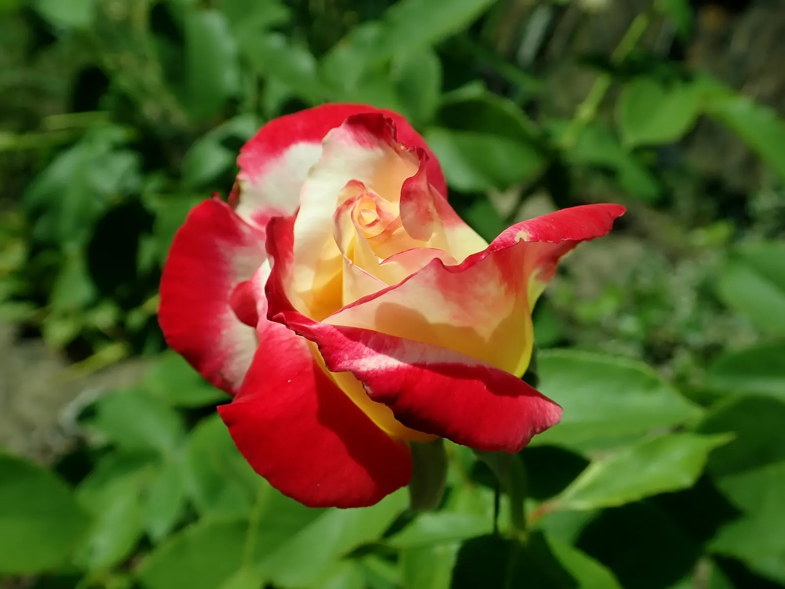 Double Delight&reg; Hybrid Tea Rose (Rosa 'Double Delight') — This deciduous shrub typically reaches heights between 3 to 5 feet with a spread of 2, image 66