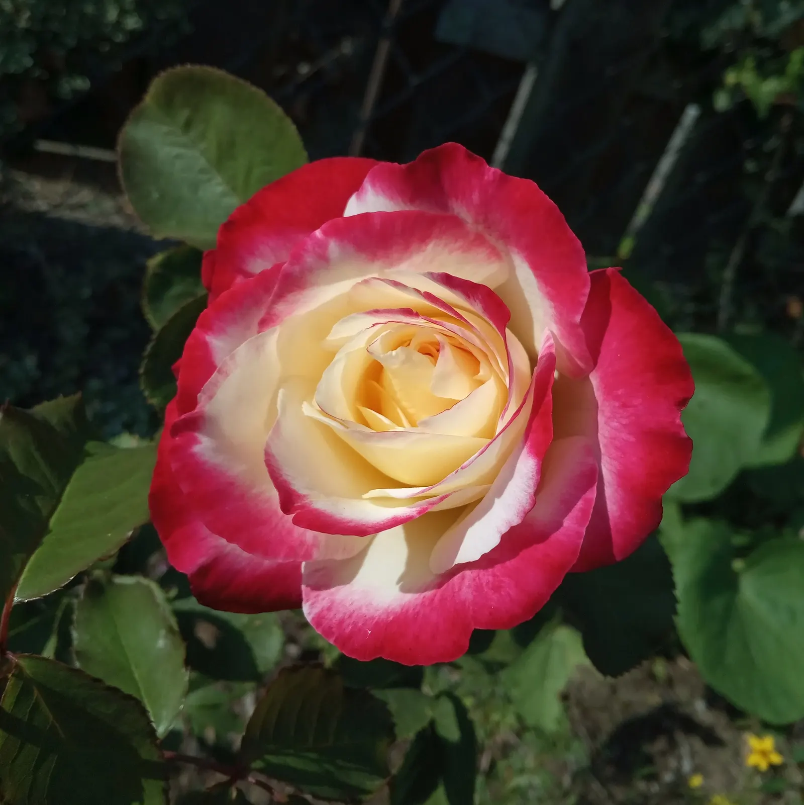Double Delight&reg; Hybrid Tea Rose (Rosa 'Double Delight') — plant Rosa 'Double Delight' in well-draining soil supplemented with organic matter, image 95