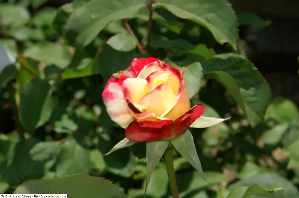 Double Delight&reg; Hybrid Tea Rose (Rosa 'Double Delight') — in a sunny location receiving at least 6 hours of direct sunlight per day; especially, image 96