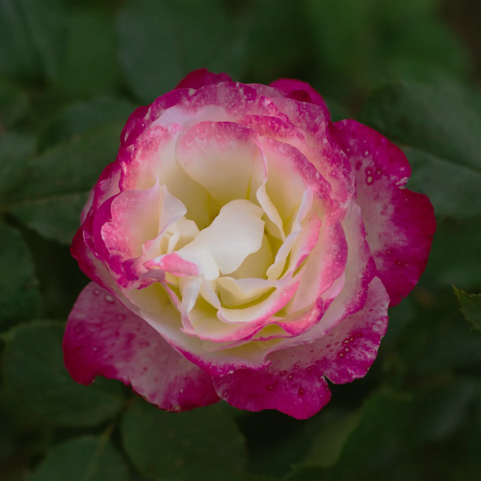 Double Delight&reg; Hybrid Tea Rose (Rosa 'Double Delight') — or container gardens when given ample room for air circulation.<br><br>For optimal, image 42