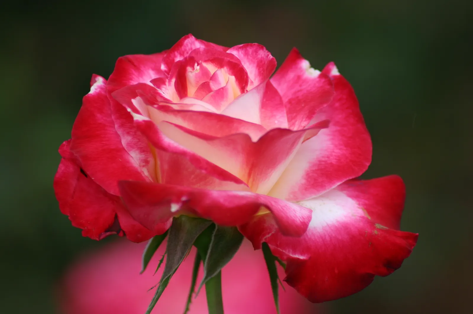 Double Delight&reg; Hybrid Tea Rose (Rosa 'Double Delight') — aiming for 1-2 inches of water weekly; this deciduous shrub typically reaches heights, image 73