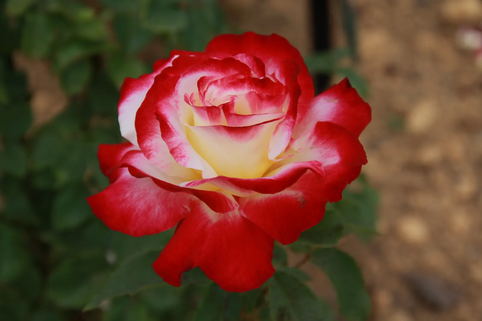 Double Delight&reg; Hybrid Tea Rose (Rosa 'Double Delight') — The petals enchant with their coloration - creamy white at the base