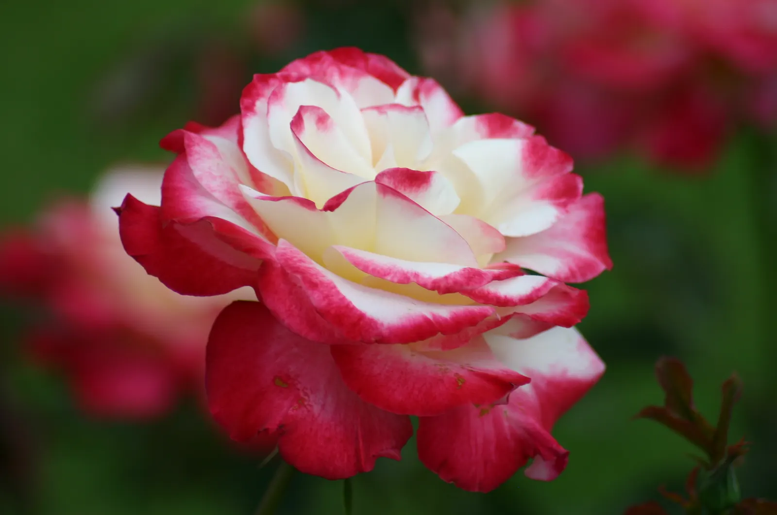 Double Delight&reg; Hybrid Tea Rose (Rosa 'Double Delight') — shrub for full; making it a must-have for those seeking a dual sensory experience in, image 78