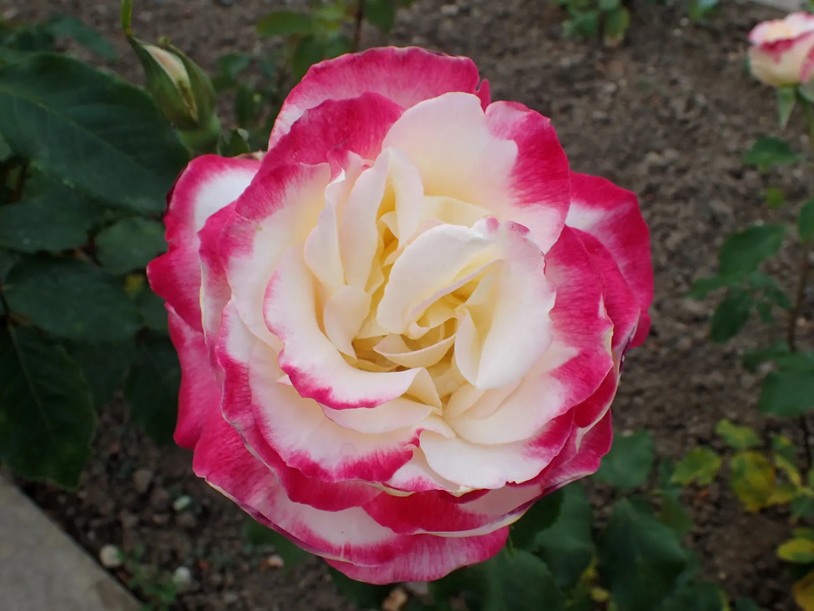 Double Delight&reg; Hybrid Tea Rose (Rosa 'Double Delight') — strawberry red towards the edges; each flower spans up to 5 inches across, exuding a, image 90