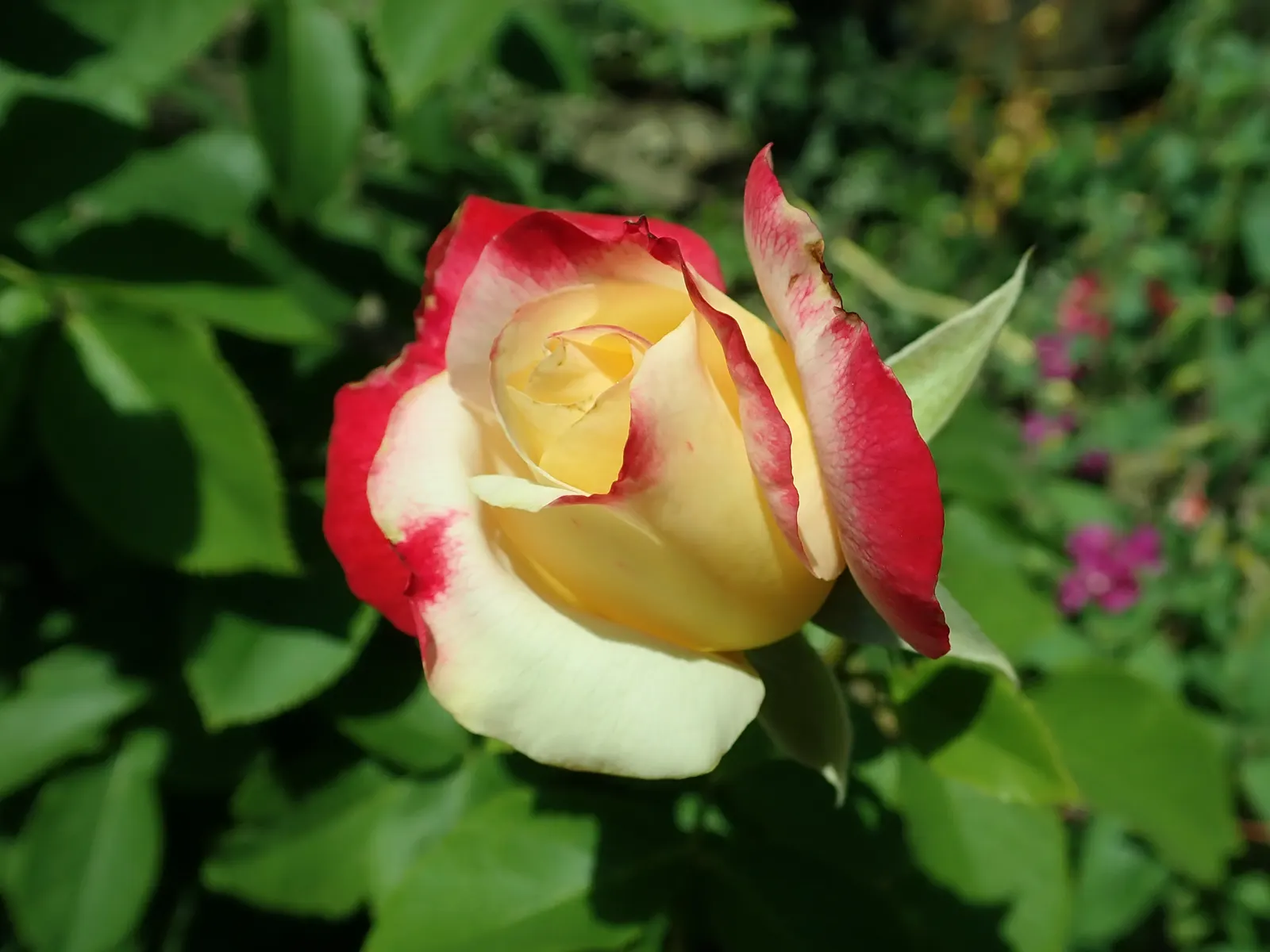 Double Delight&reg; Hybrid Tea Rose (Rosa 'Double Delight') — shrub for full