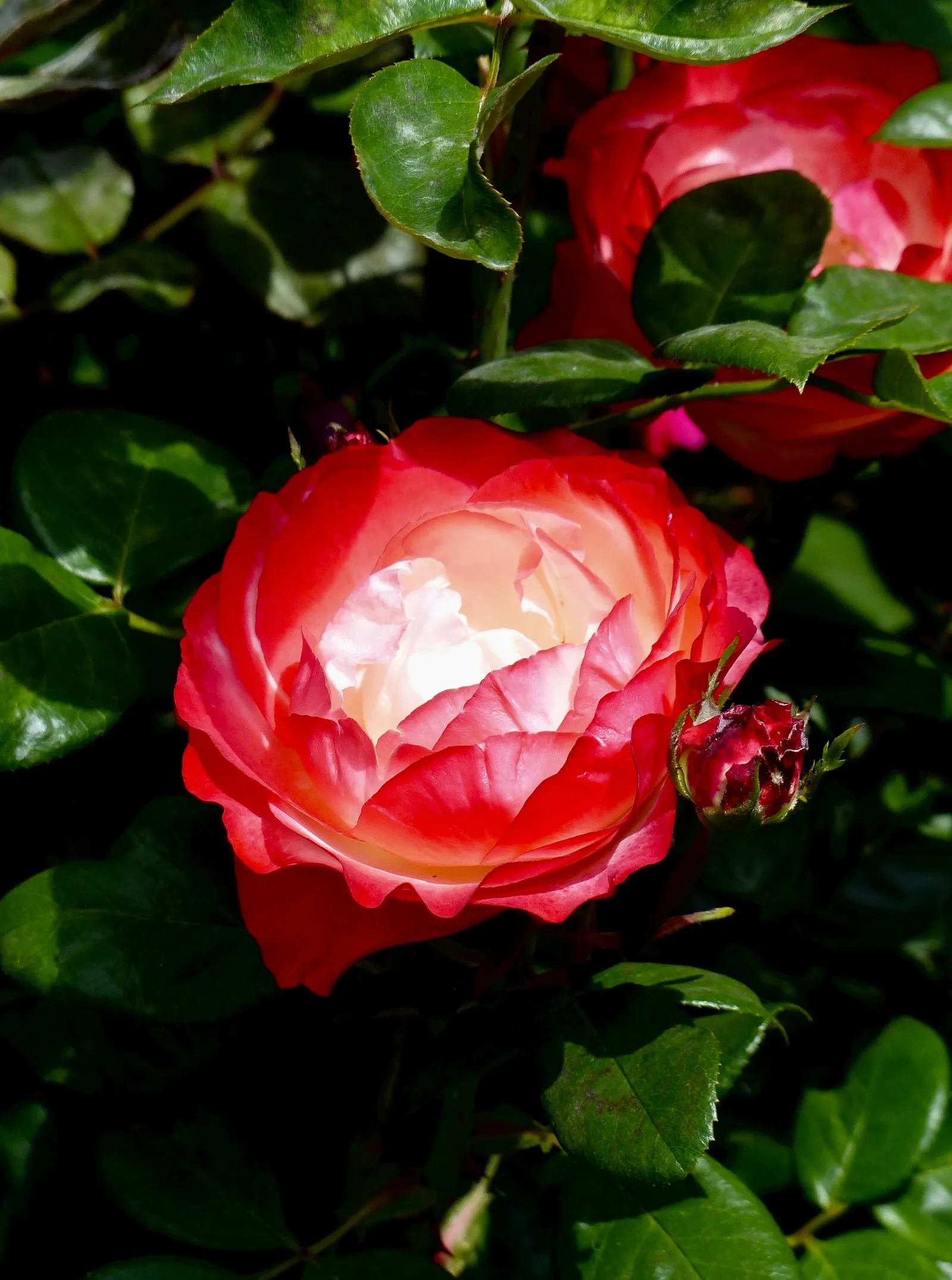 Double Delight&reg; Hybrid Tea Rose (Rosa 'Double Delight') — stands as an enchanting centerpiece in any garden design
