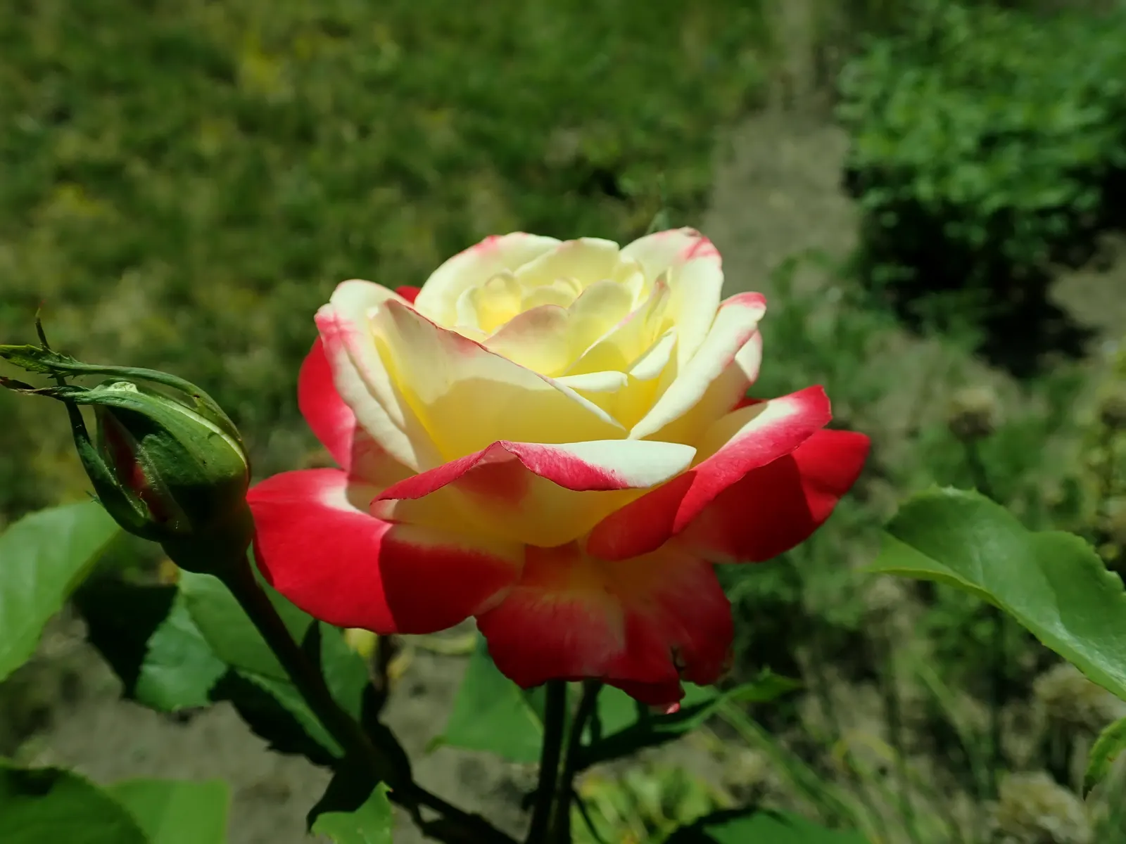 Double Delight&reg; Hybrid Tea Rose (Rosa 'Double Delight') — making it a must-have for those seeking a dual sensory experience in their landscape