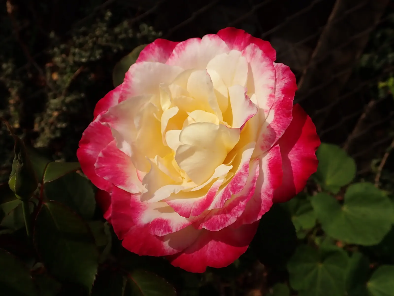 Double Delight&reg; Hybrid Tea Rose (Rosa 'Double Delight') — celebrated for its distinctive red-creamy white bicolor blooms; the petals enchant, image 54